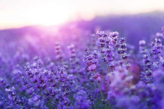 Imagem destaque do post Apaixonados Por Lavanda: Um Guia Completo Sobre a Flor Perfumada e Que Ama o Sol